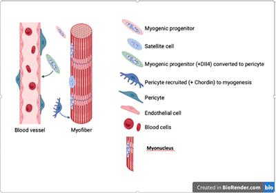 Mesoangioblasts at 20: From the embryonic aorta to the patient bed